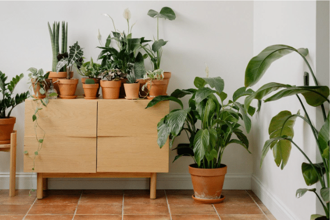 Derfor bør du indrette dit hjem med planter