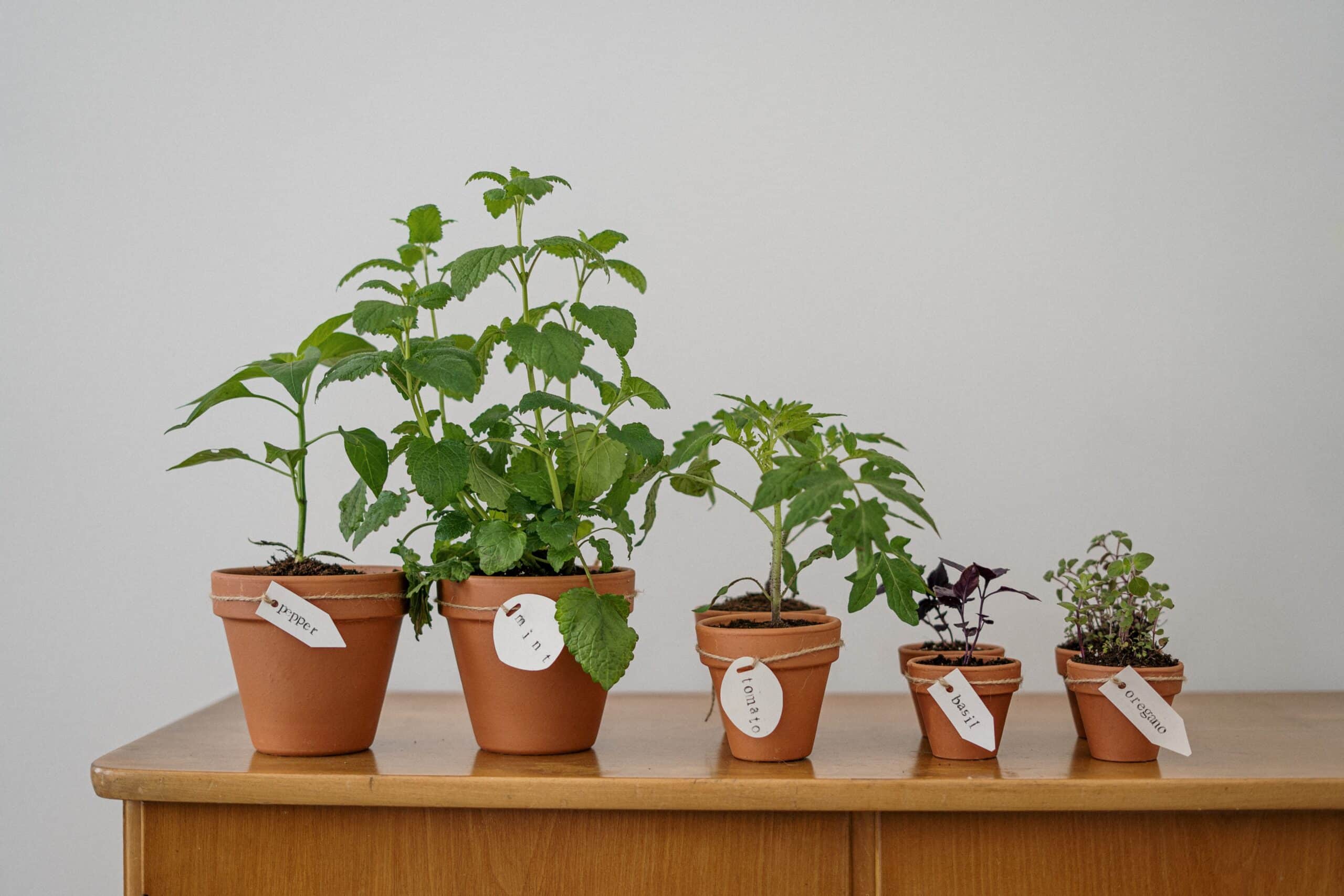 Grønne planter i din indretning